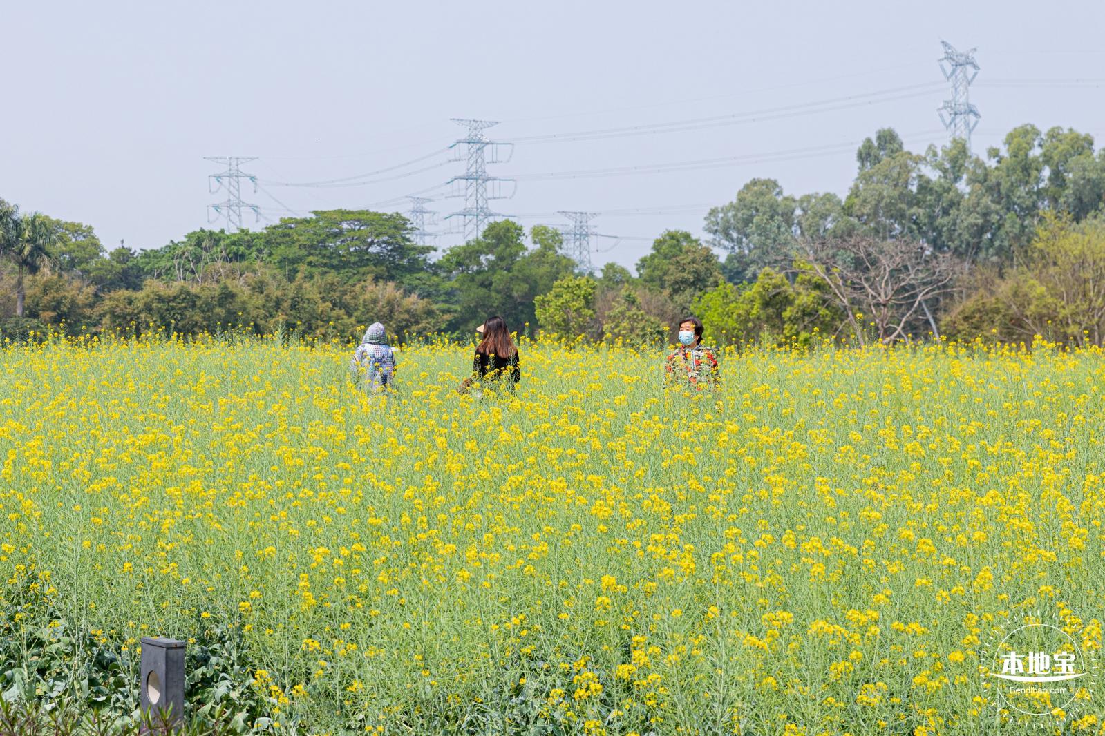 版画村油菜花田