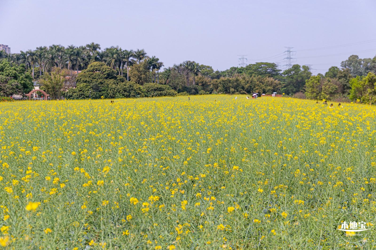 版画村油菜花田