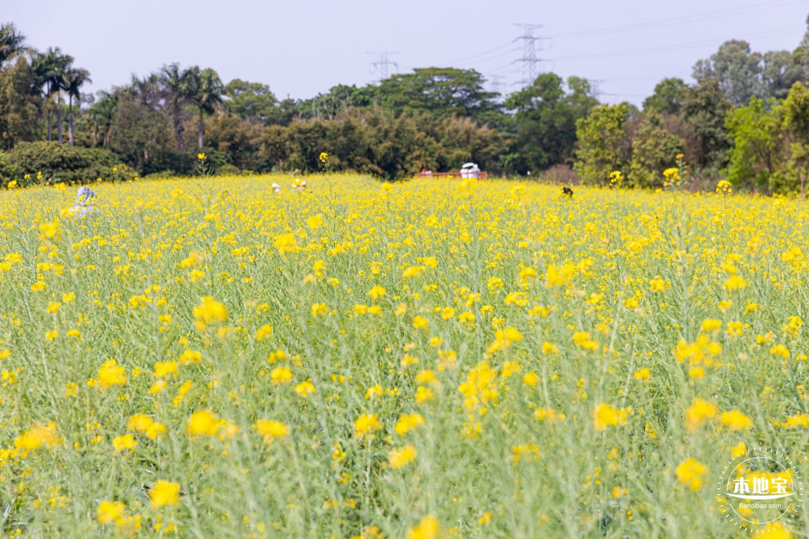 版画村油菜花田