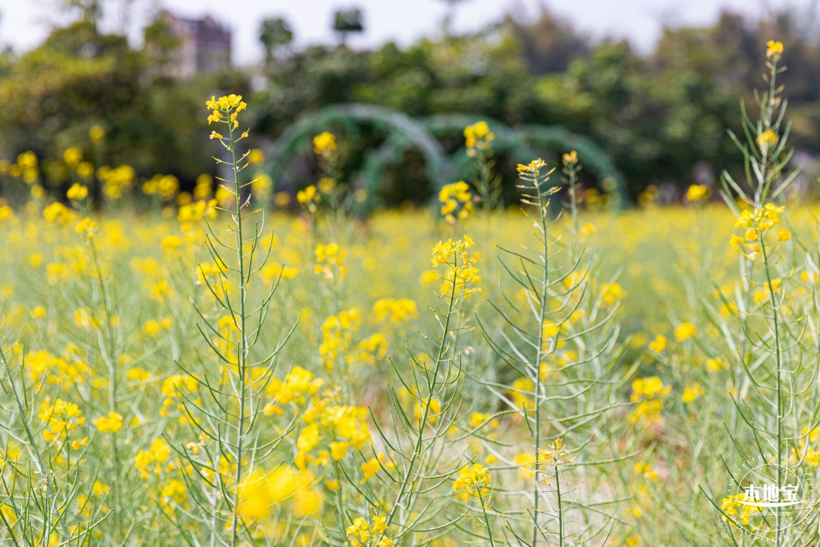 版画村油菜花田
