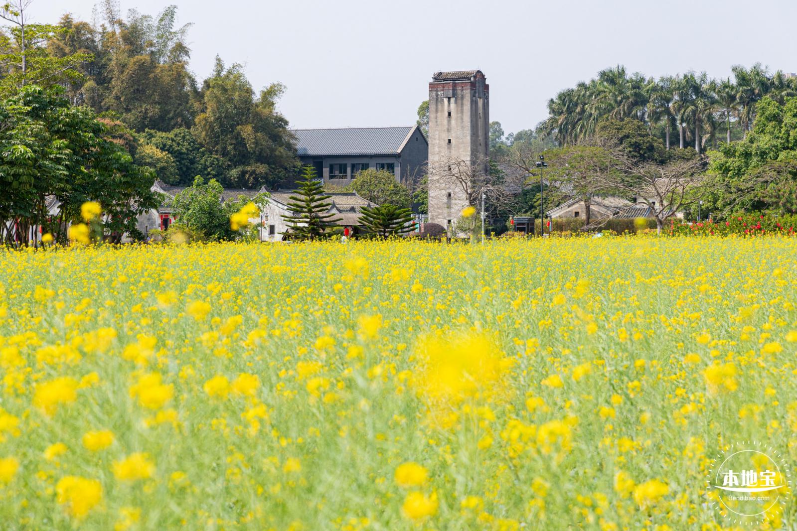 版画村油菜花田