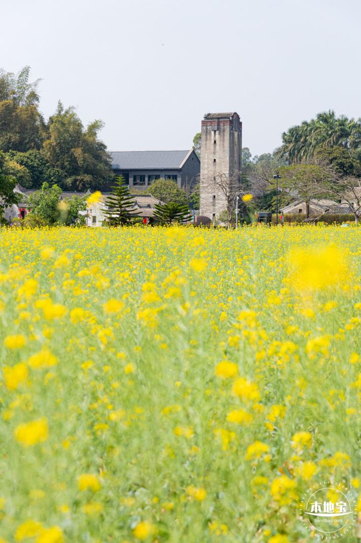 版画村油菜花田
