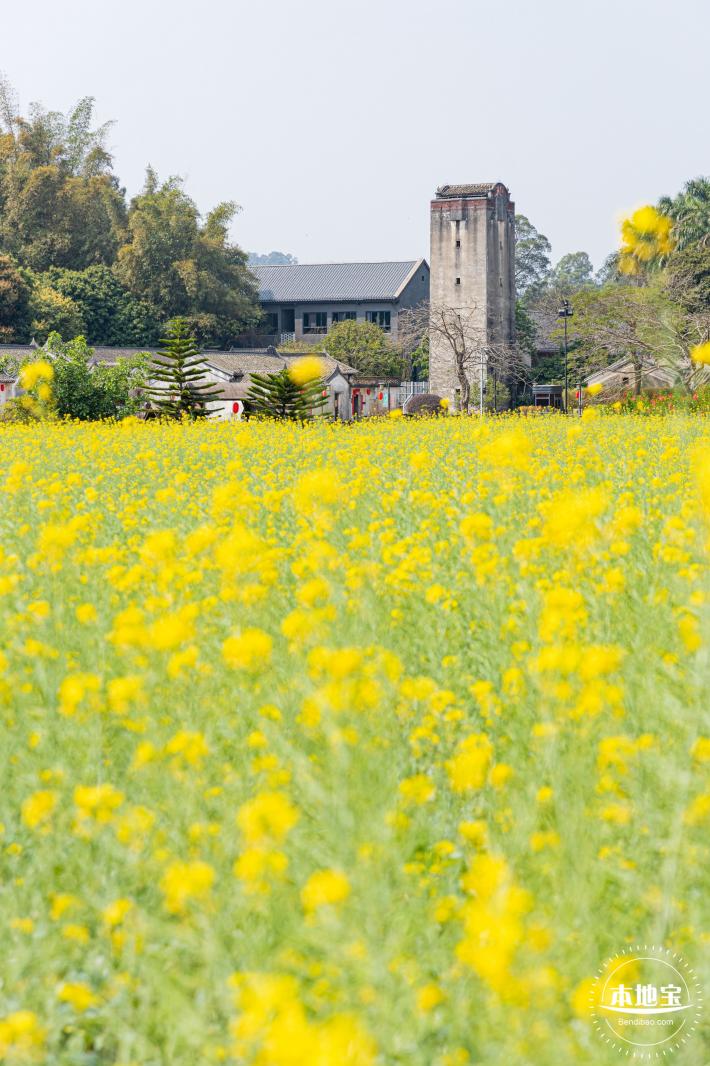 版画村油菜花田
