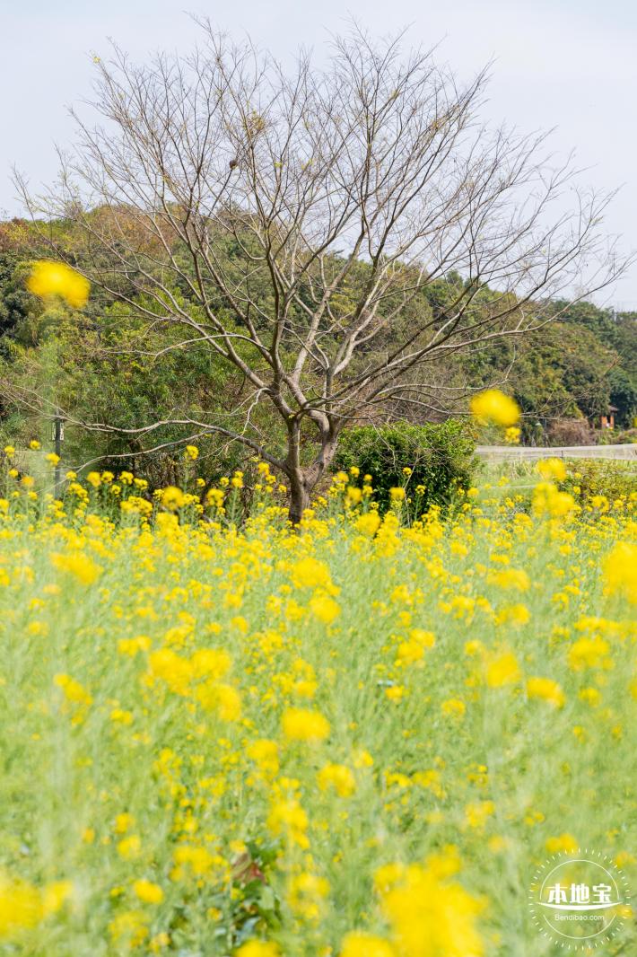 版画村油菜花田