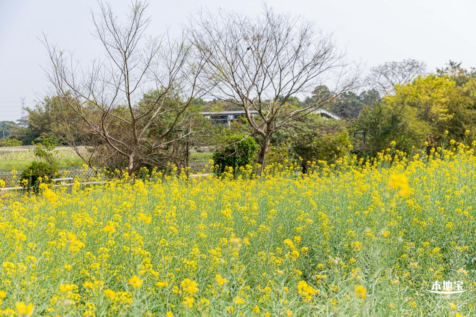 版画村油菜花田