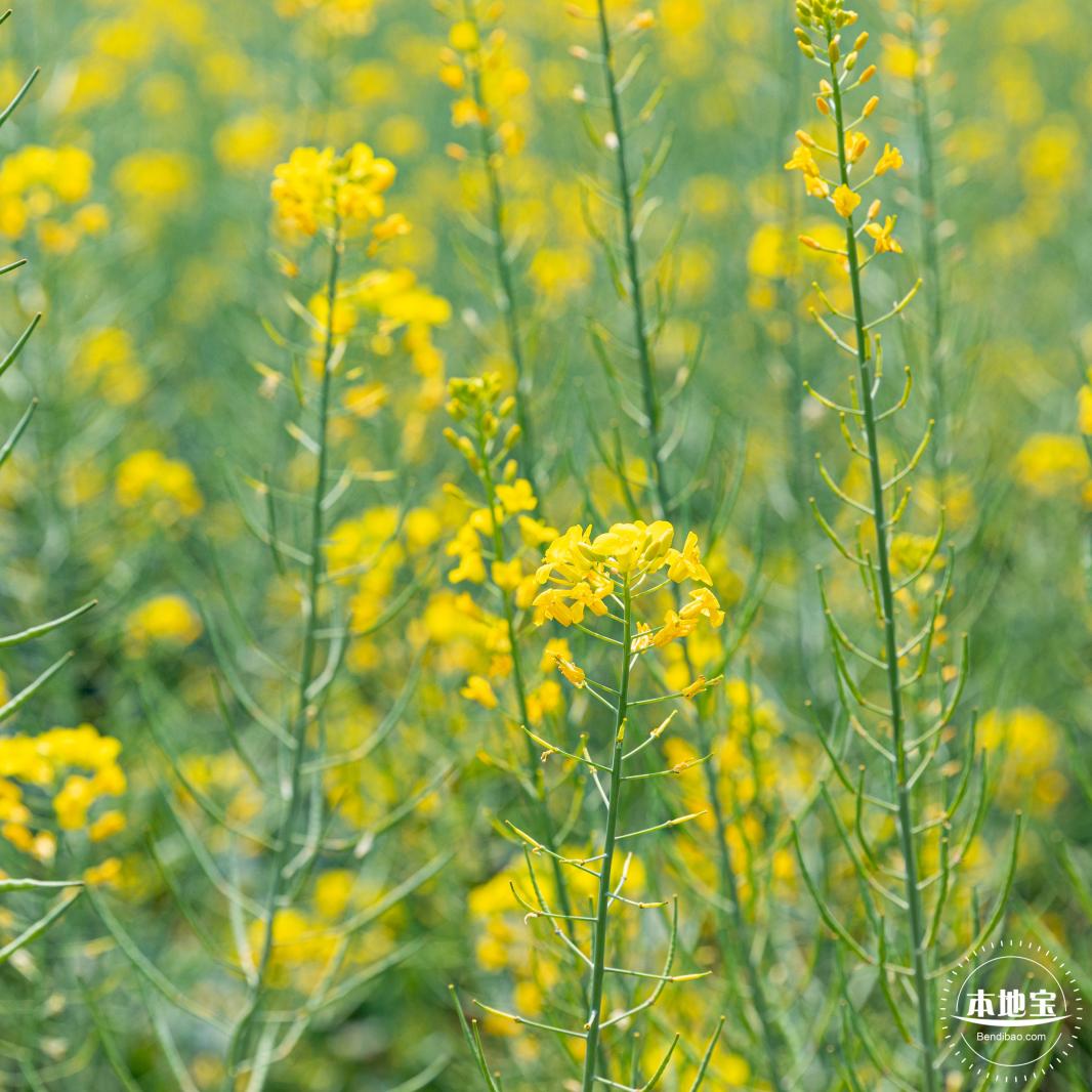 版画村油菜花田