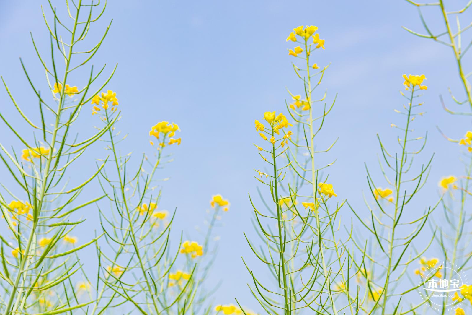 版画村油菜花田