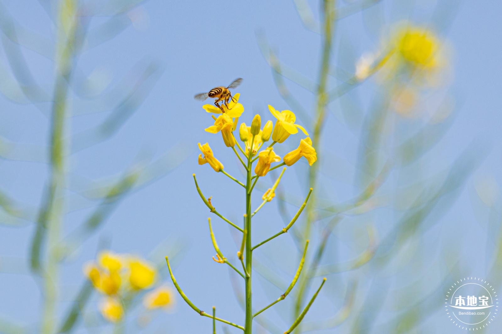 版画村油菜花田