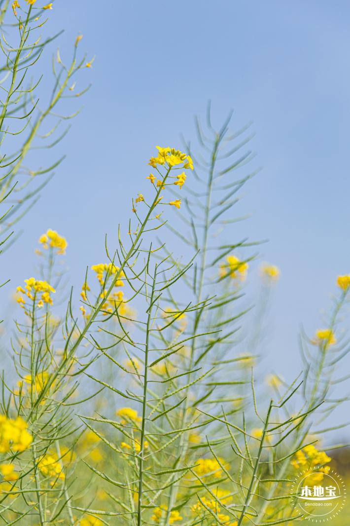 版画村油菜花田
