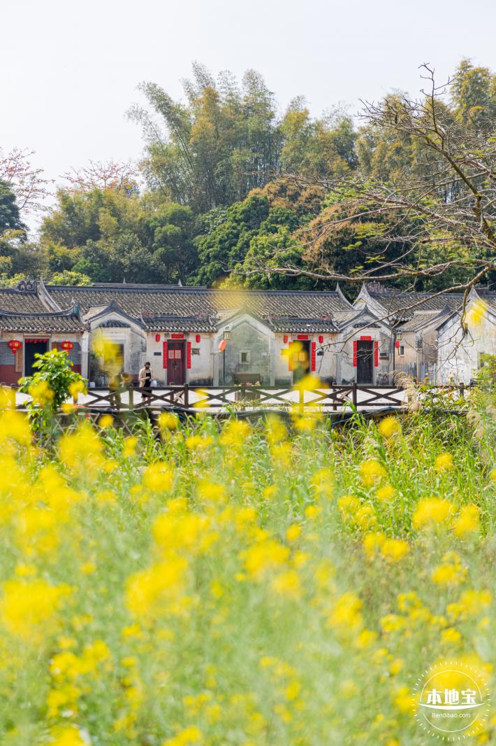 版画村油菜花田