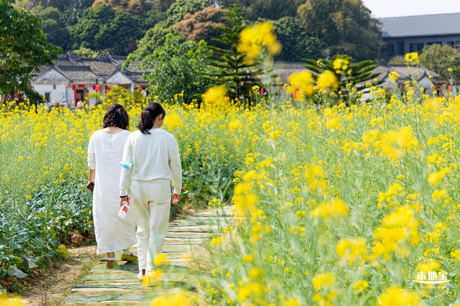 版画村油菜花田