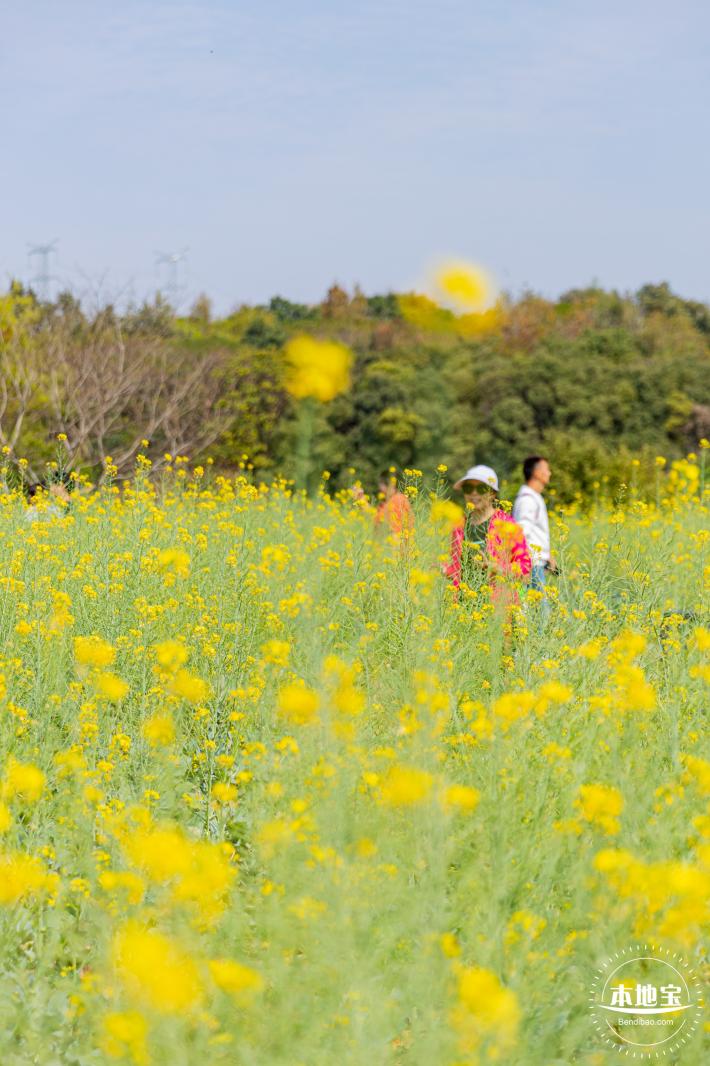版画村油菜花田