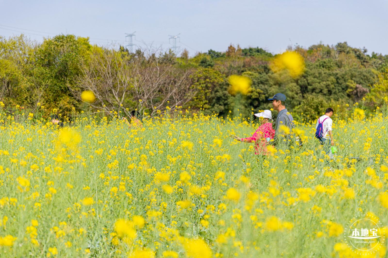 版画村油菜花田