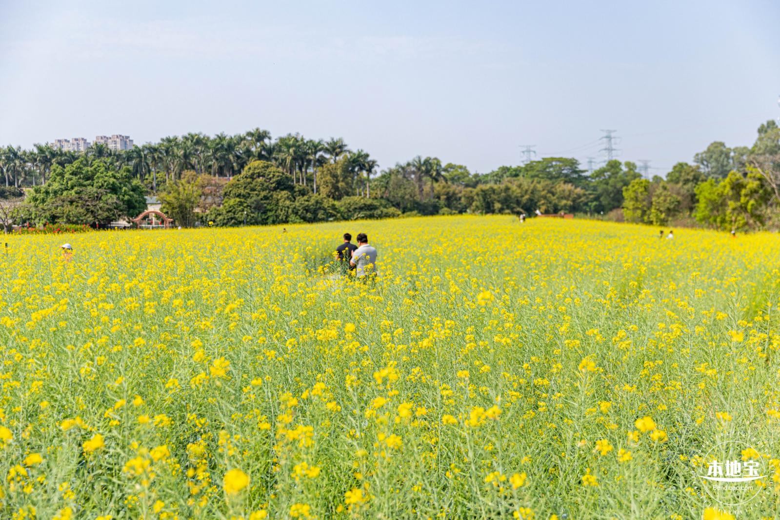 版画村油菜花田