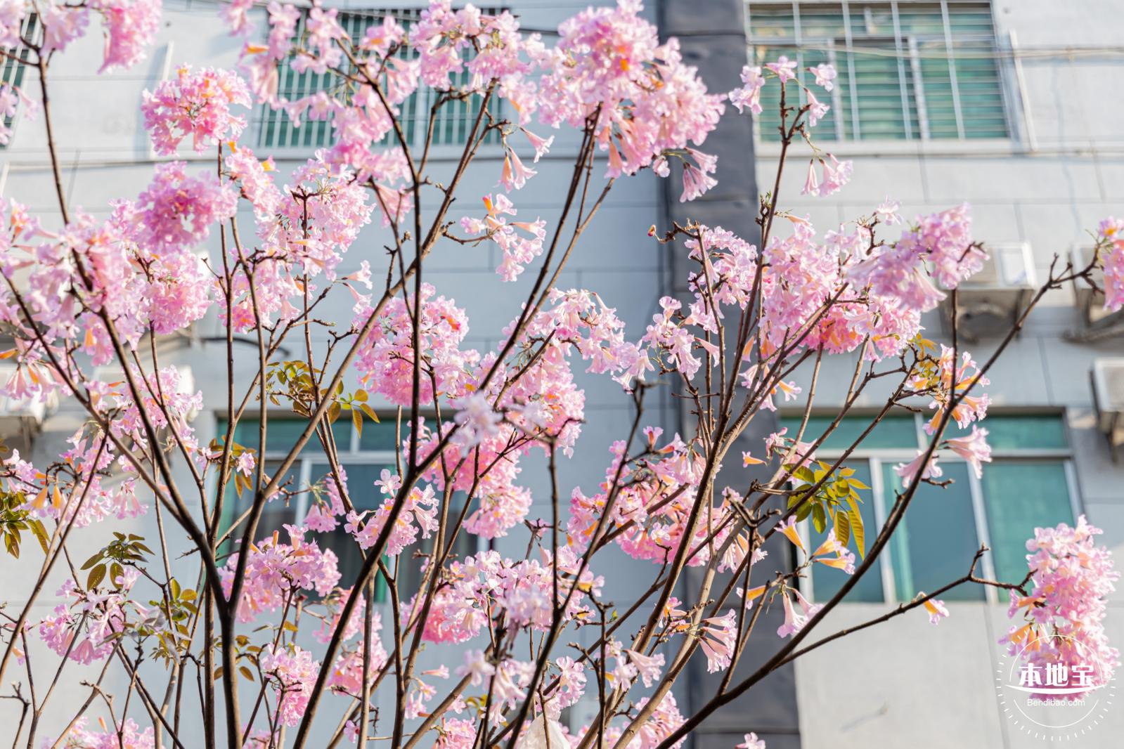 富泉路-紫花风铃木