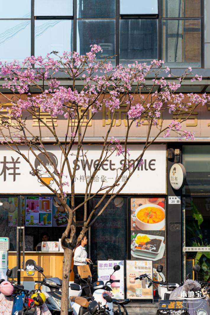 富泉路-紫花风铃木