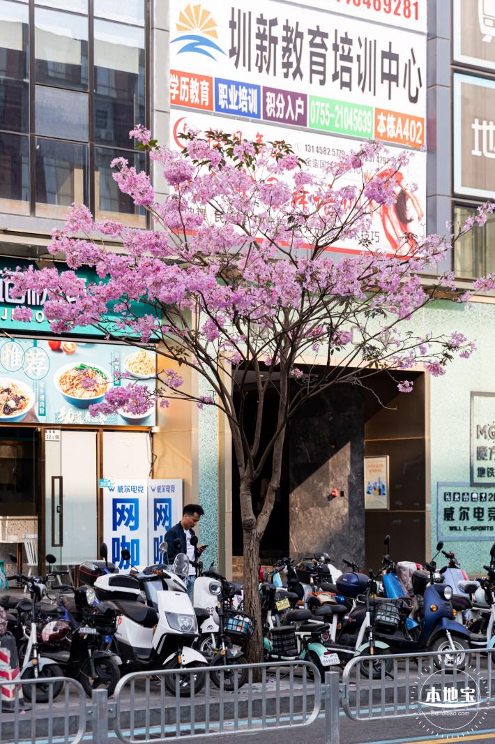 富泉路-紫花风铃木