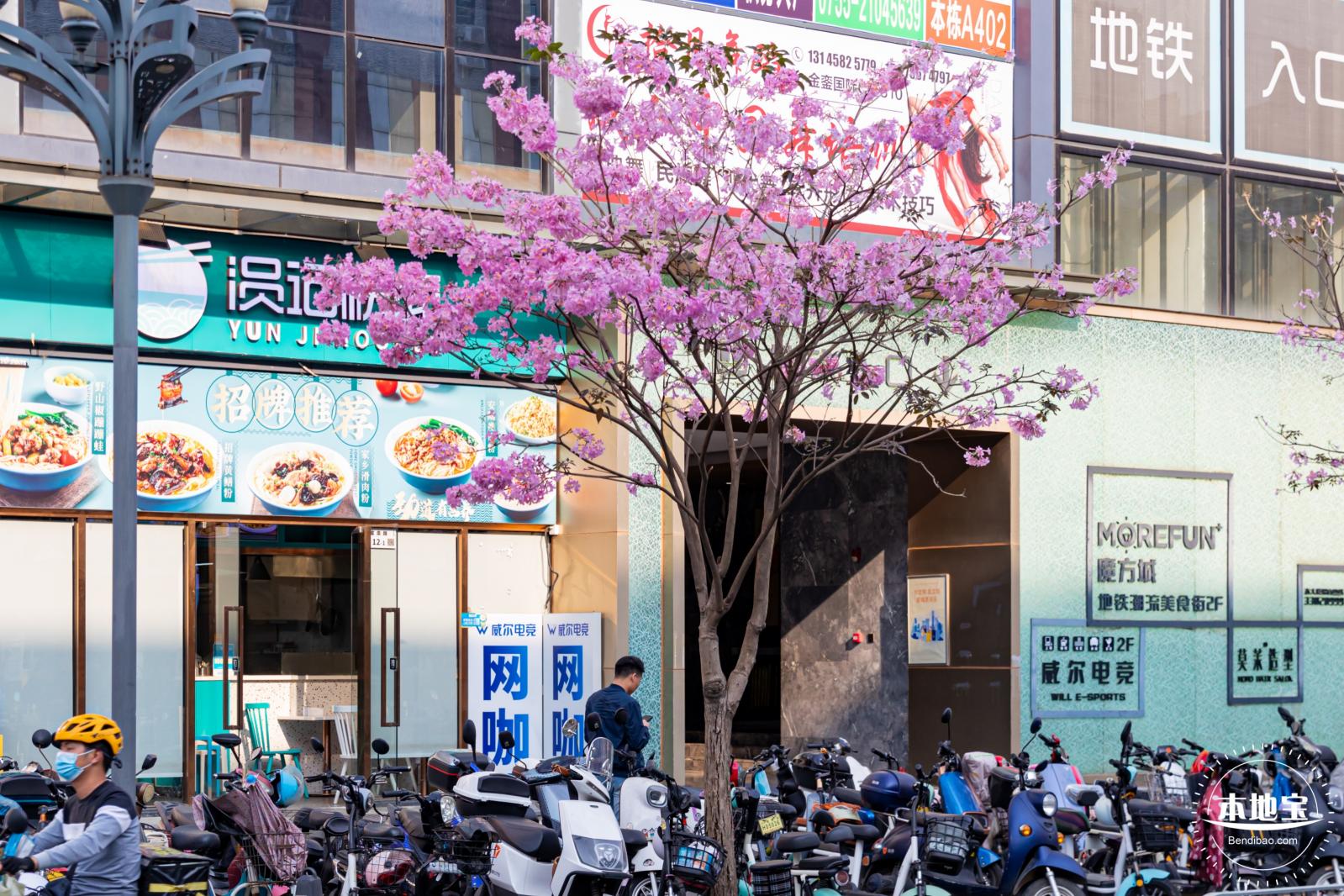 富泉路-紫花风铃木