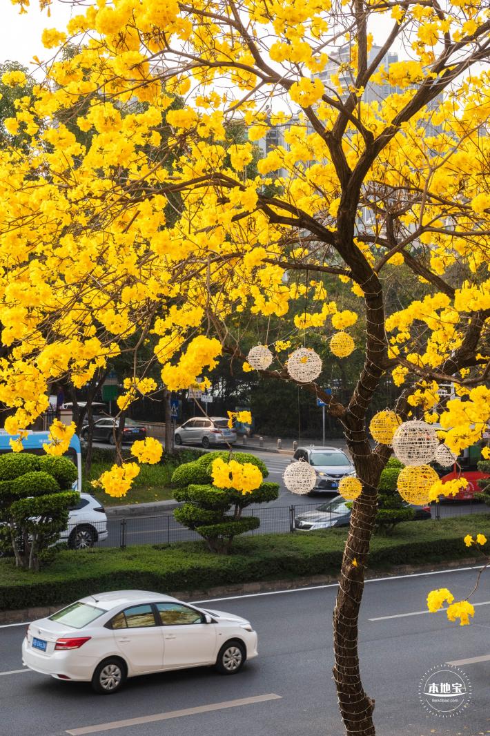黄花风铃林