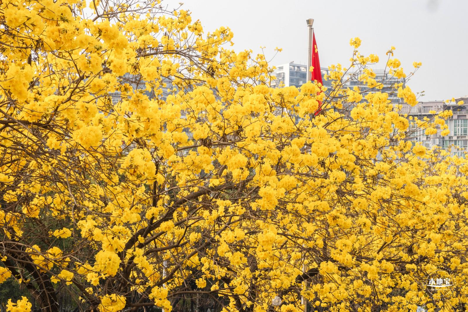 黄花风铃林