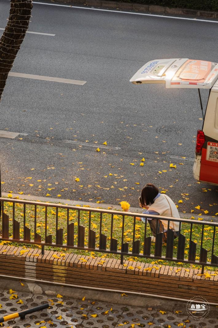 黄花风铃林