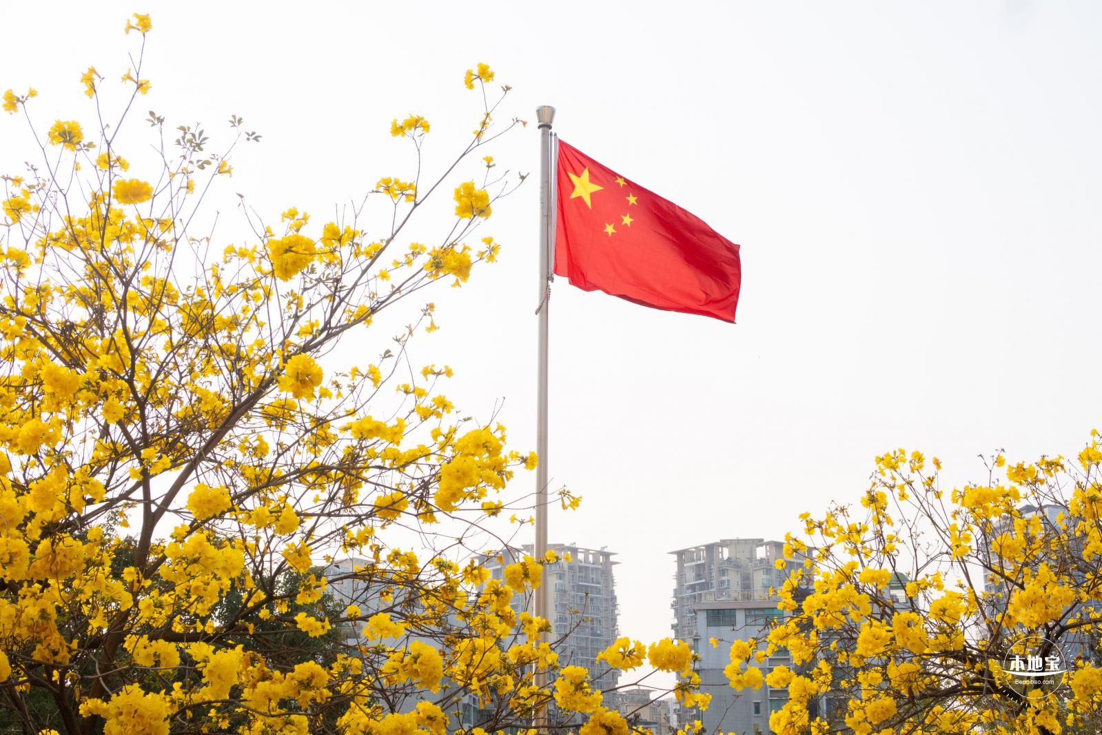 黄花风铃林