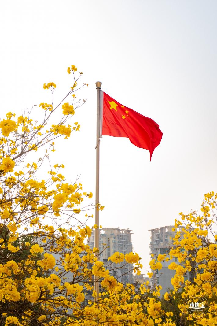 黄花风铃林