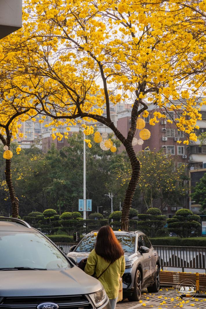 黄花风铃林
