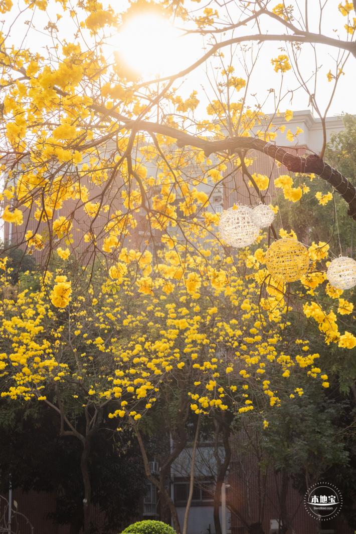 黄花风铃林