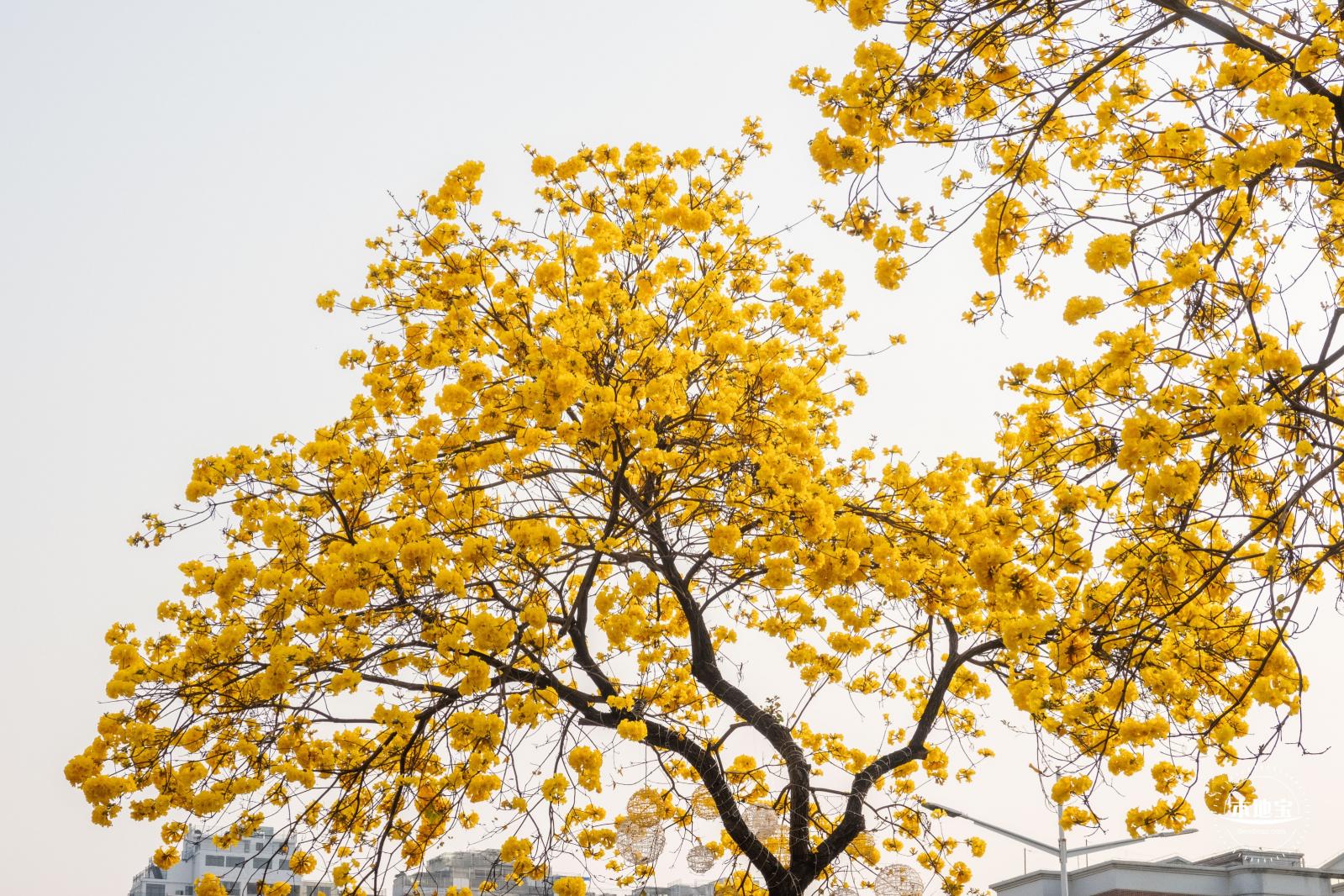 黄花风铃林