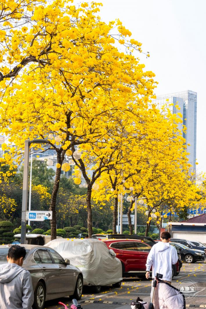 黄花风铃林