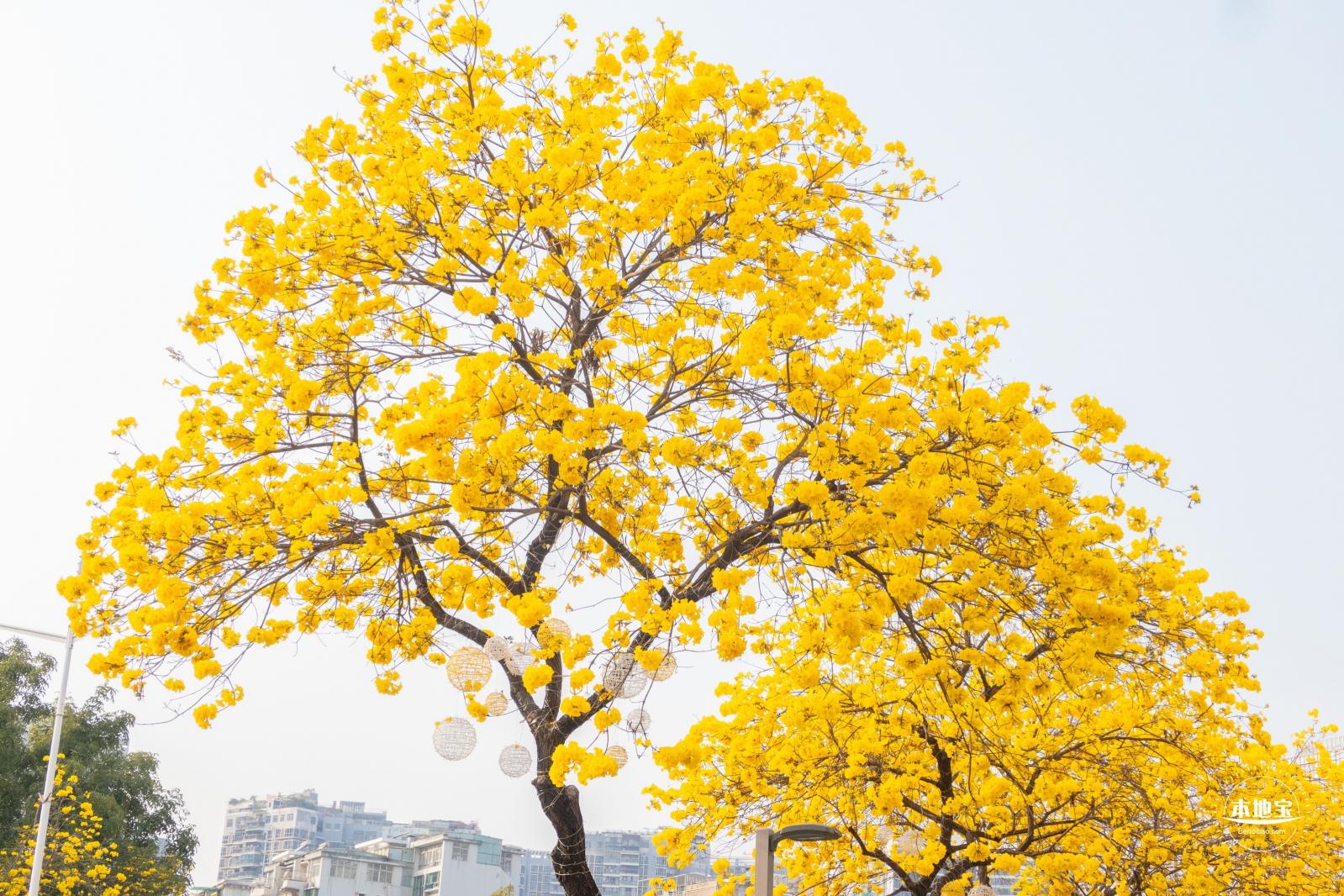 黄花风铃林