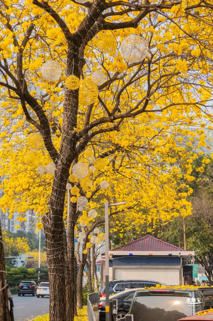 黄花风铃林