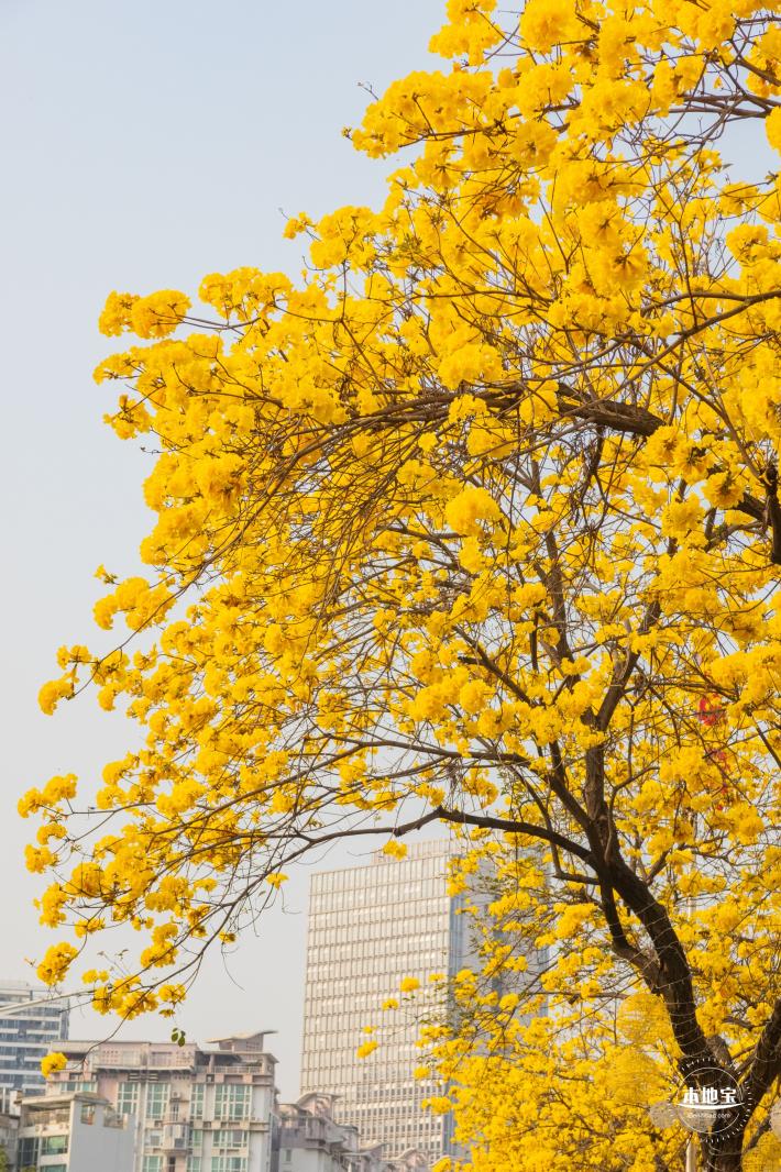 黄花风铃林