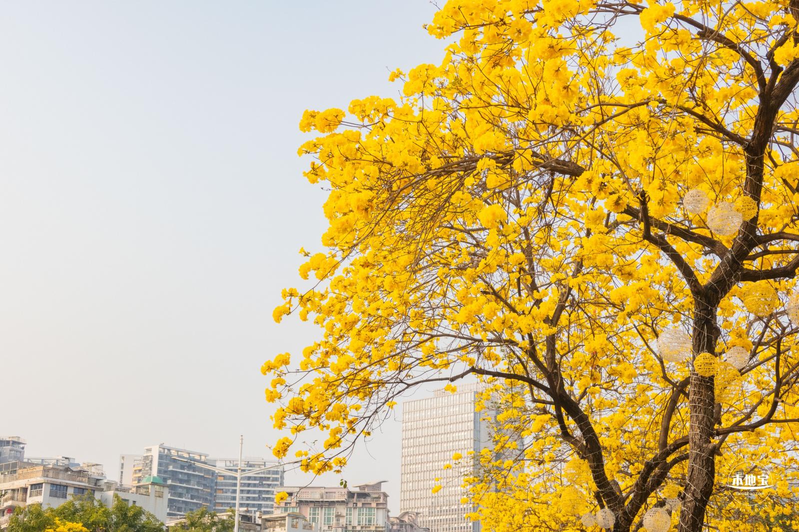 黄花风铃林