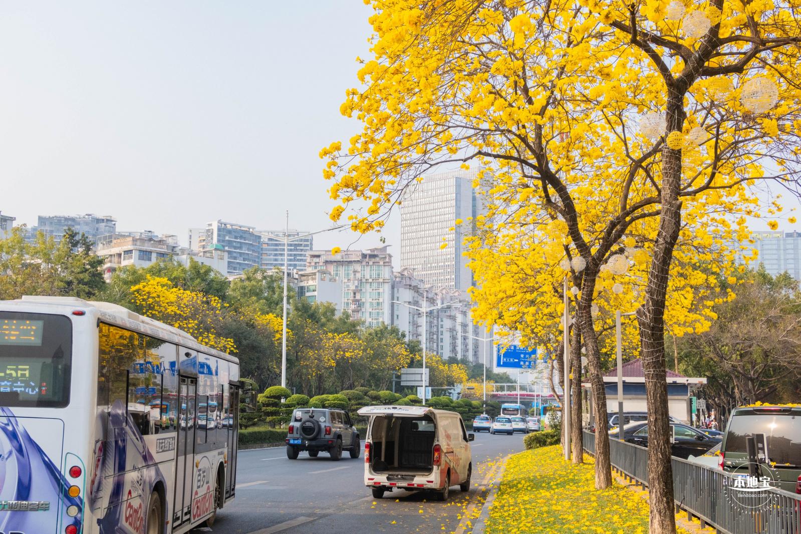 黄花风铃林