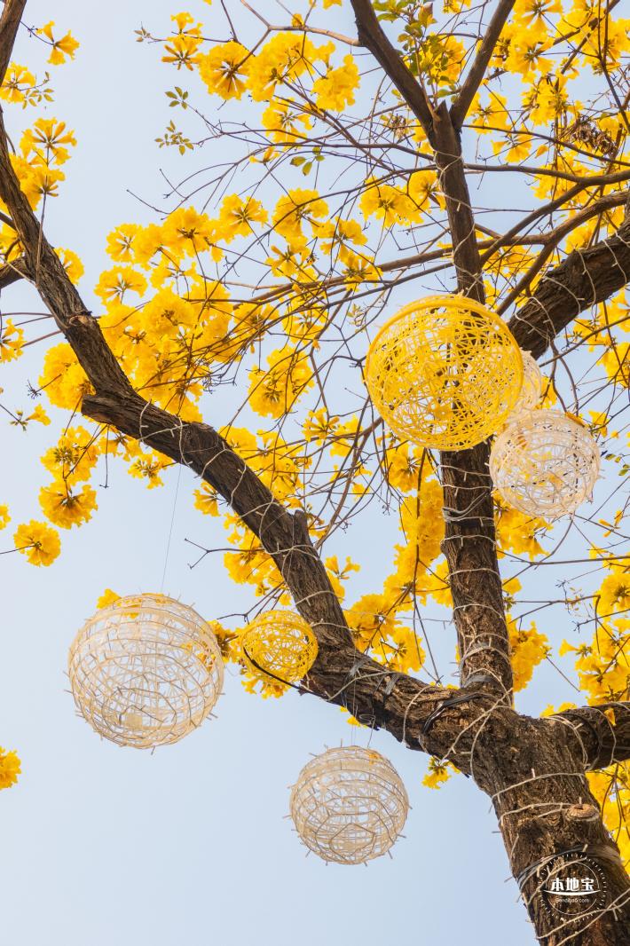 黄花风铃林