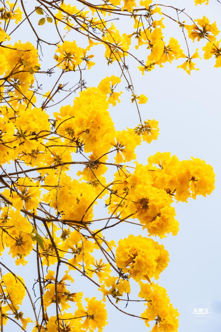 黄花风铃林