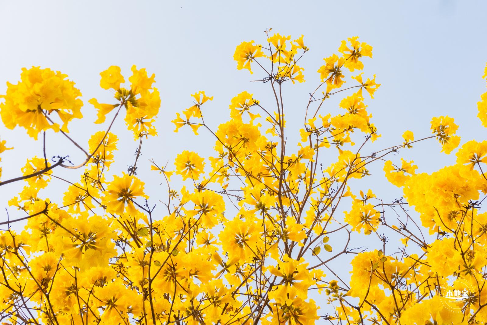黄花风铃林