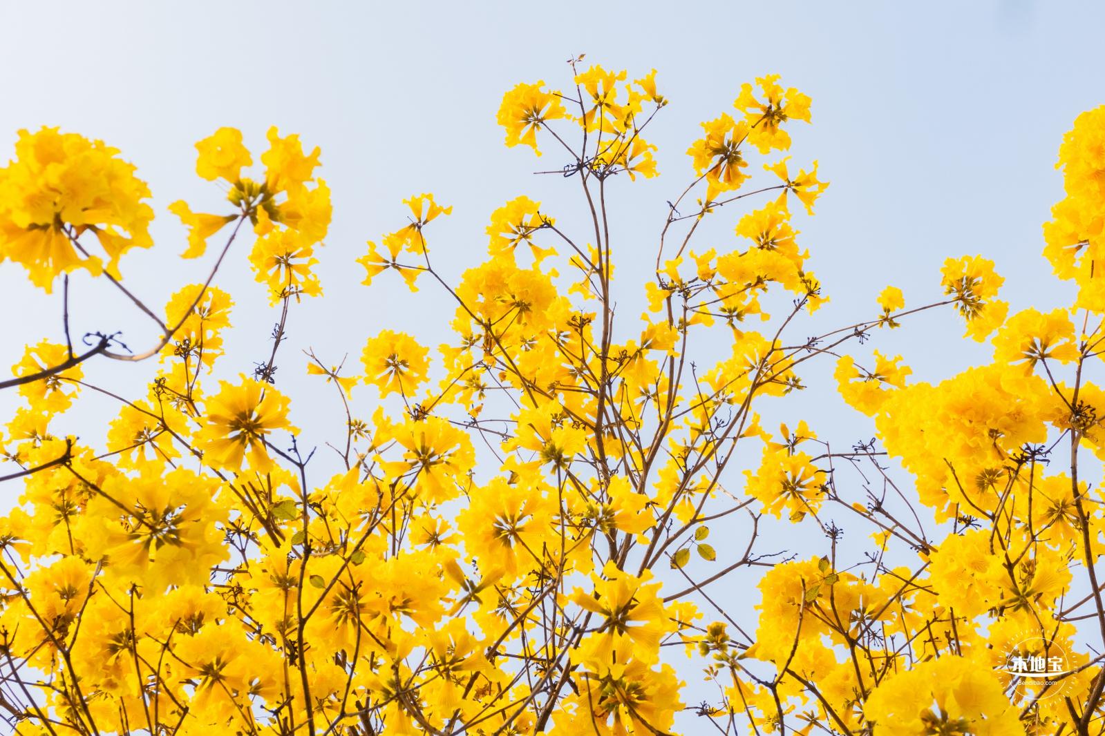 黄花风铃林