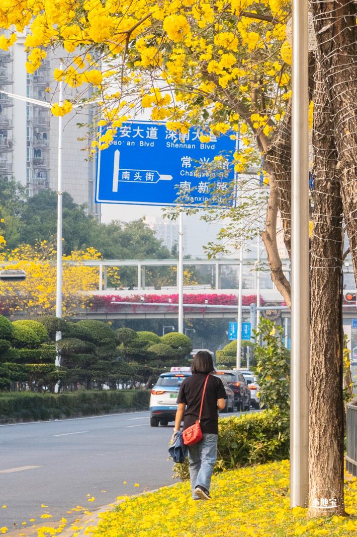黄花风铃林
