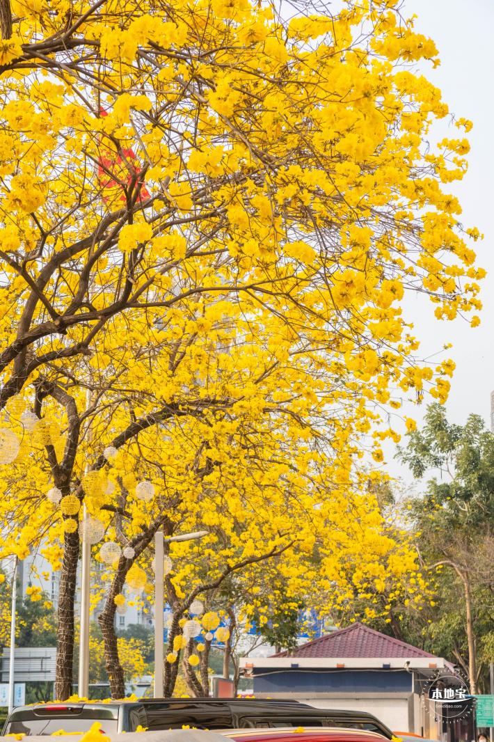 黄花风铃林
