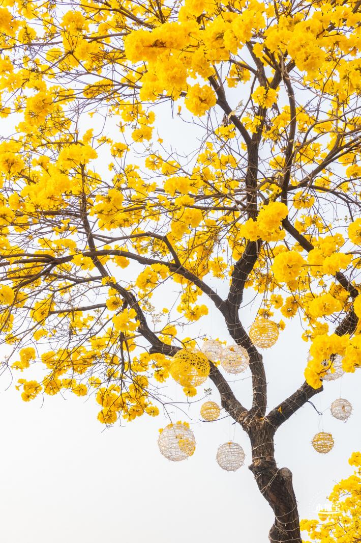 黄花风铃林