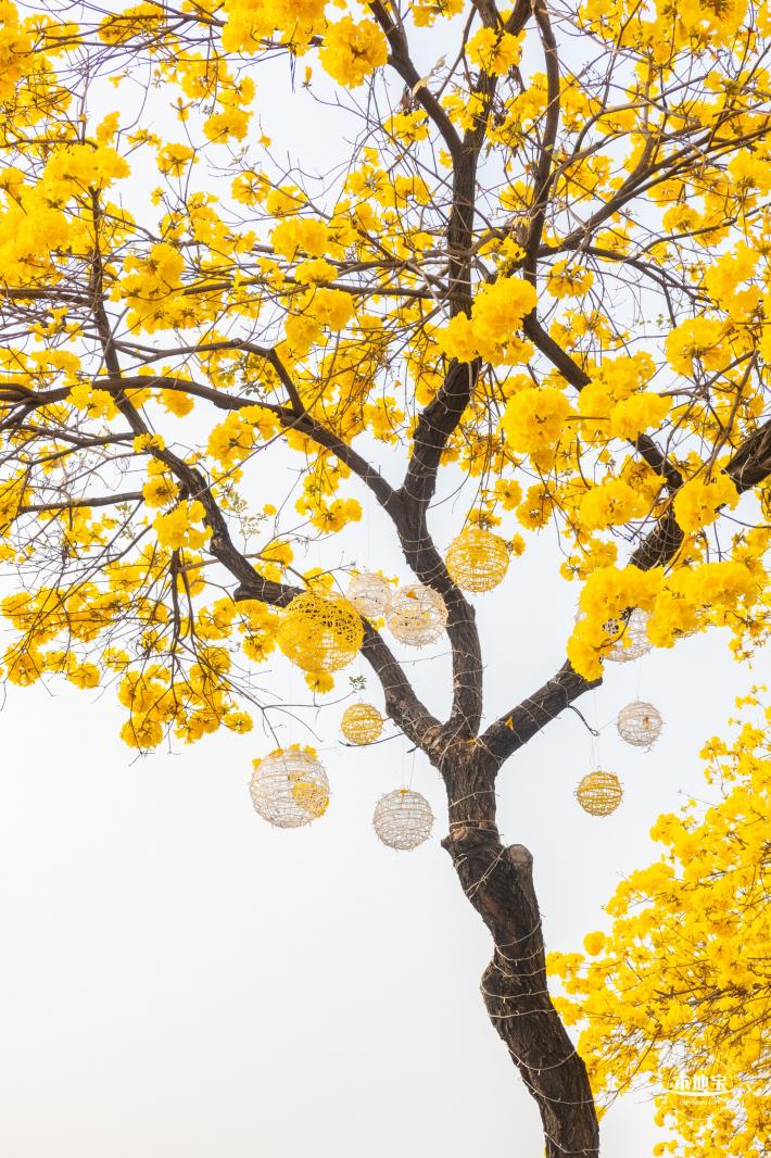 黄花风铃林