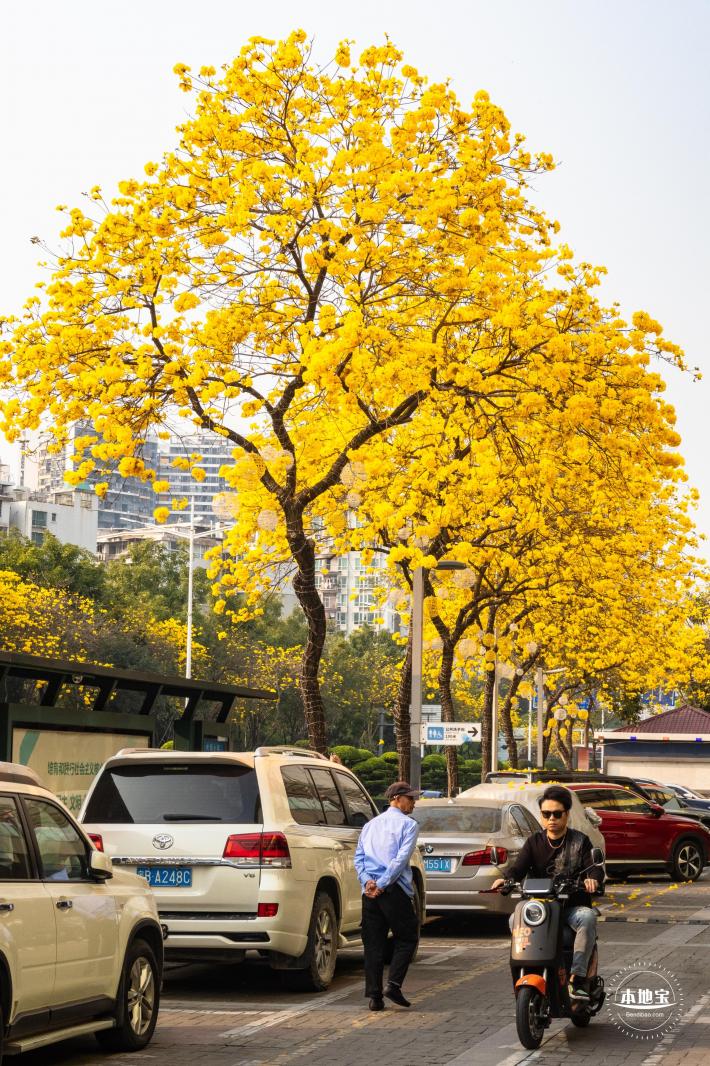 黄花风铃林