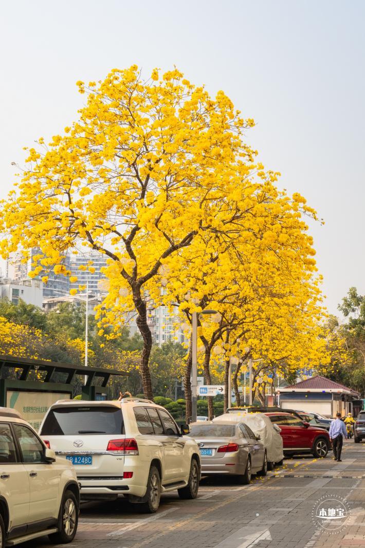 黄花风铃林