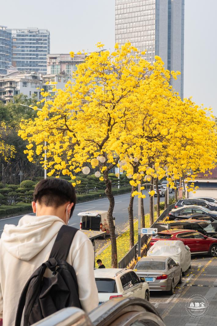 黄花风铃林