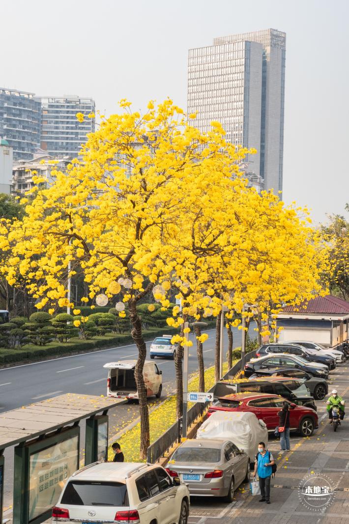 黄花风铃林