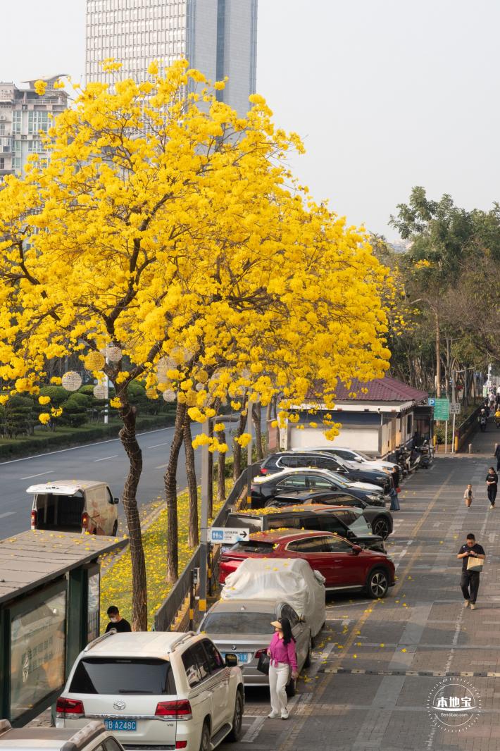 黄花风铃林