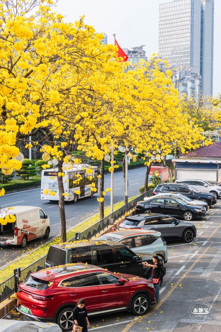 黄花风铃林